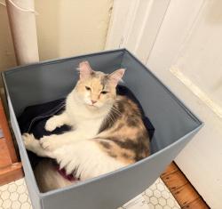 Found/Stray Female Cat last seen Washington Park, Portland, OR 97205
