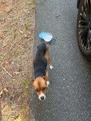 Found/Stray Female Dog last seen Sandy drive and Teddy drive, Tuscaloosa County, AL 35111
