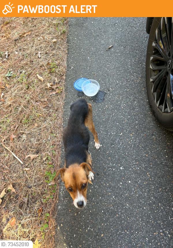 Found/Stray Female Dog last seen Sandy drive and Teddy drive, Tuscaloosa County, AL 35111