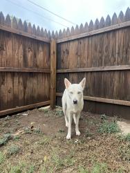Found/Stray Female Dog last seen NE 25th St and Lottie, Oklahoma City, OK 73111