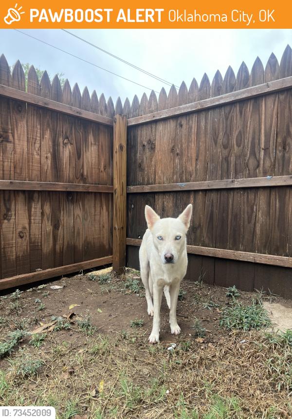 Found/Stray Female Dog last seen NE 25th St and Lottie, Oklahoma City, OK 73111