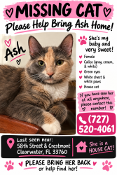 Lost Female Cat last seen Roosevelt Blvd and 58th St Clearwater, Pinellas County, FL 33760