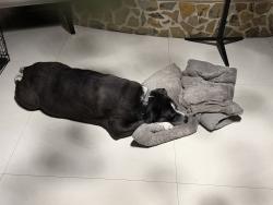 Reunited Male Dog last seen Near SW 142nd Pl Miami, Fl 33175, Miami, FL 33175