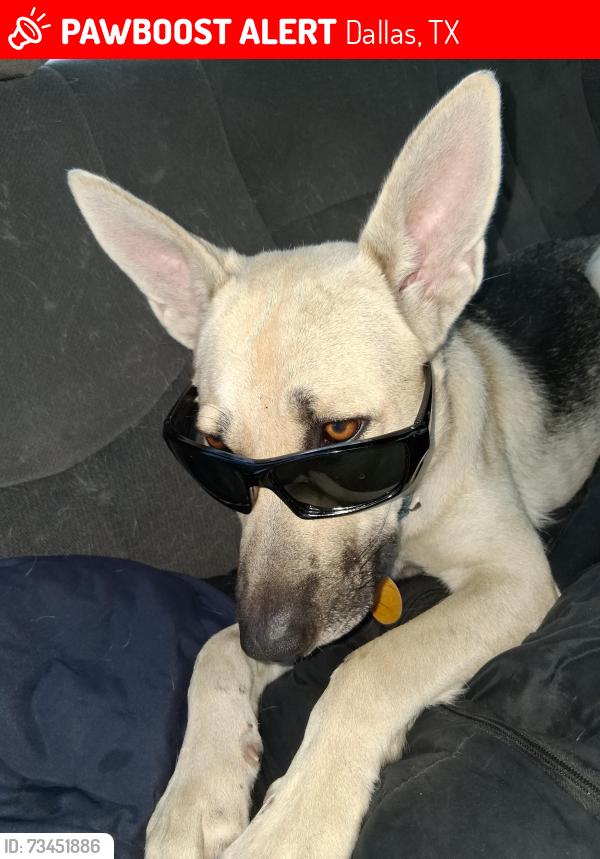 Lost Female Dog last seen Forest lane, walnut, plano rd skillman, Dallas, TX 75243