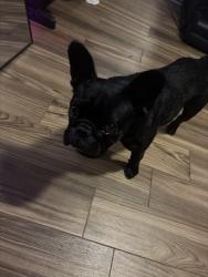 Found/Stray Female Dog last seen FLORESVILLE, Floresville, TX 78114