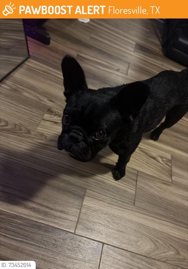 Found/Stray Female Dog last seen FLORESVILLE, Floresville, TX 78114