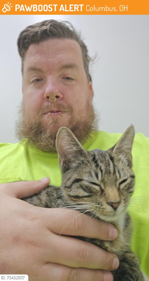 Found/Stray Male Cat last seen Across the street, Columbus, OH 43207