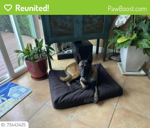Reunited Male Dog last seen Beachgate, Seacliff, CA 95003