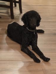 Lost Male Dog last seen Hope hill rd & pennbrook rd, Brooksville, FL 34601