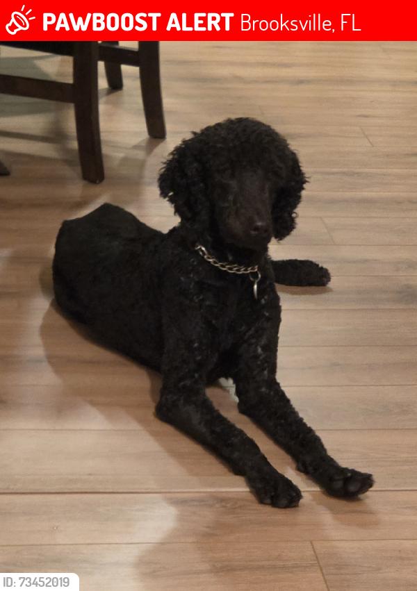 Lost Male Dog last seen Hope hill rd & pennbrook rd, Brooksville, FL 34601