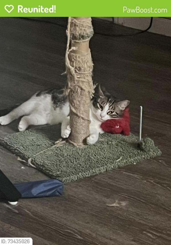 Reunited Female Cat last seen Congress and summit, Jersey City, NJ 07307