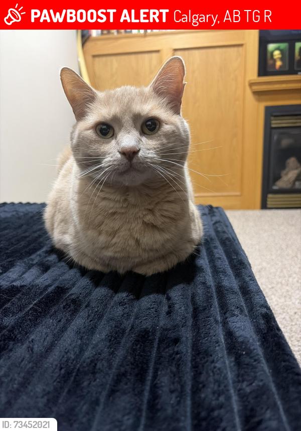 Lost Female Cat last seen Hawkcliff, Calgary, AB T3G 2R8