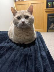 Lost Female Cat last seen Hawkcliff, Calgary, AB T3G 2R8