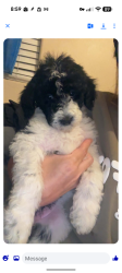 Reunited Female Dog last seen Litchfield Park area near Cercado Lane off Camelback, Litchfield Park, AZ 85340