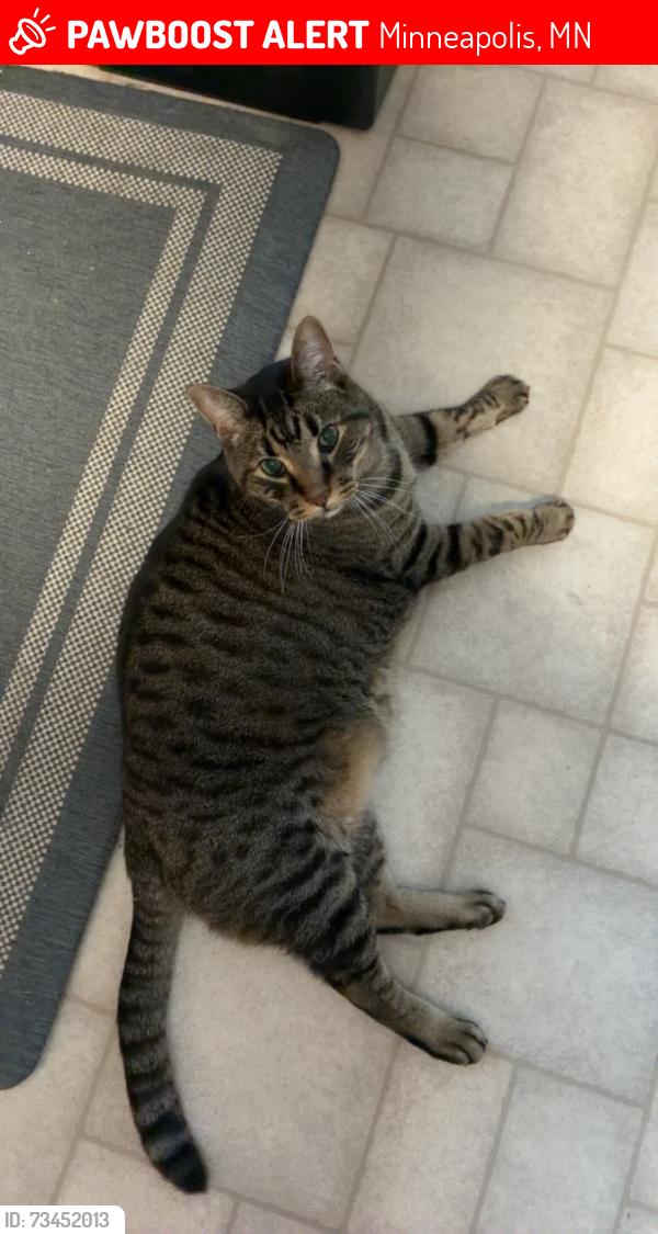 Lost Male Cat last seen east sandpiper drive and 96th ave NE in the trailer park, Minneapolis, MN 55434