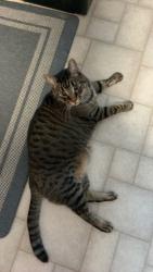 Lost Male Cat last seen east sandpiper drive and 96th ave NE in the trailer park, Minneapolis, MN 55434