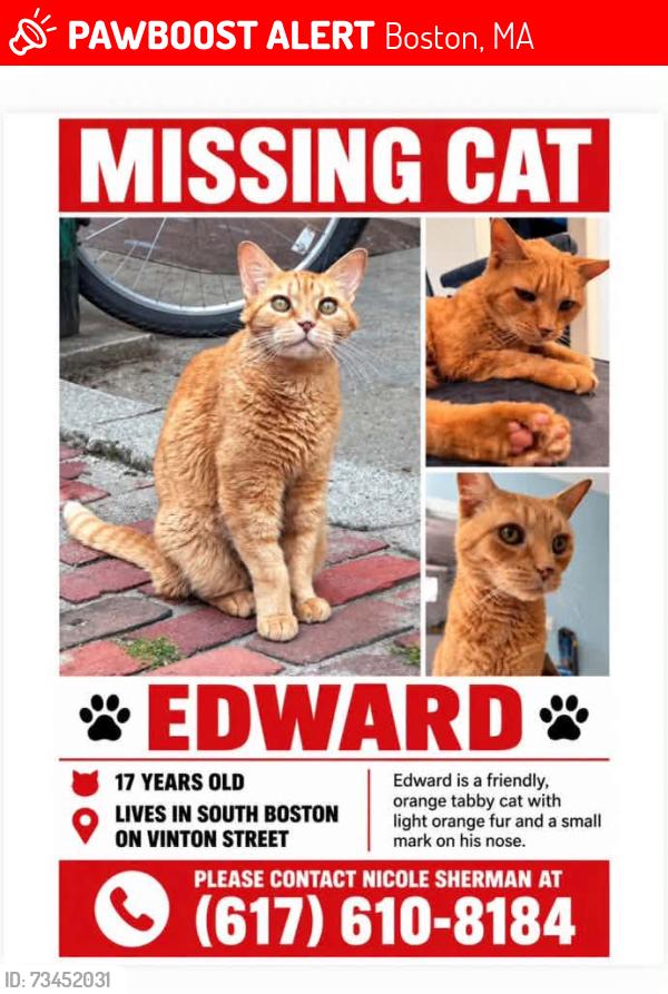 Lost Male Cat last seen Near Vinton Street in Boston 02127, Boston, MA 02127