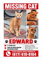 Lost Male Cat last seen Near Vinton Street in Boston 02127, Boston, MA 02127