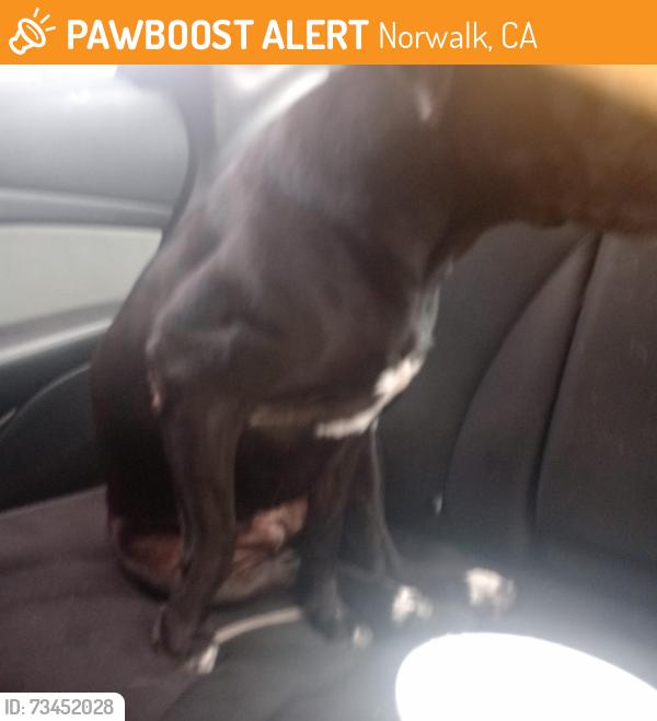 Found/Stray Female Dog last seen Dinard Ave near Carmenita and Rosecrans, Norwalk, CA 90670