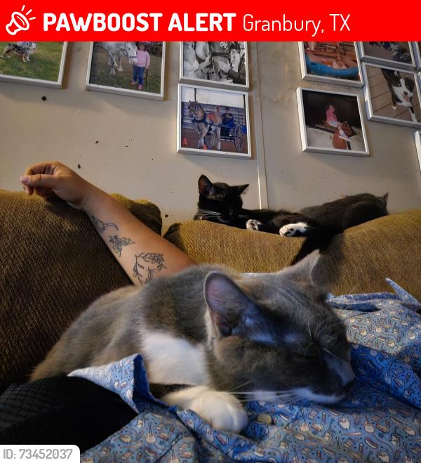 Lost Female Cat last seen Near Contrary Creek Rd, Granbury, TX 76048