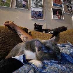 Lost Female Cat last seen Near Contrary Creek Rd, Granbury, TX 76048