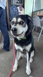 Reunited Female Dog last seen ash ave, south San Francisco, South San Francisco, CA 94080