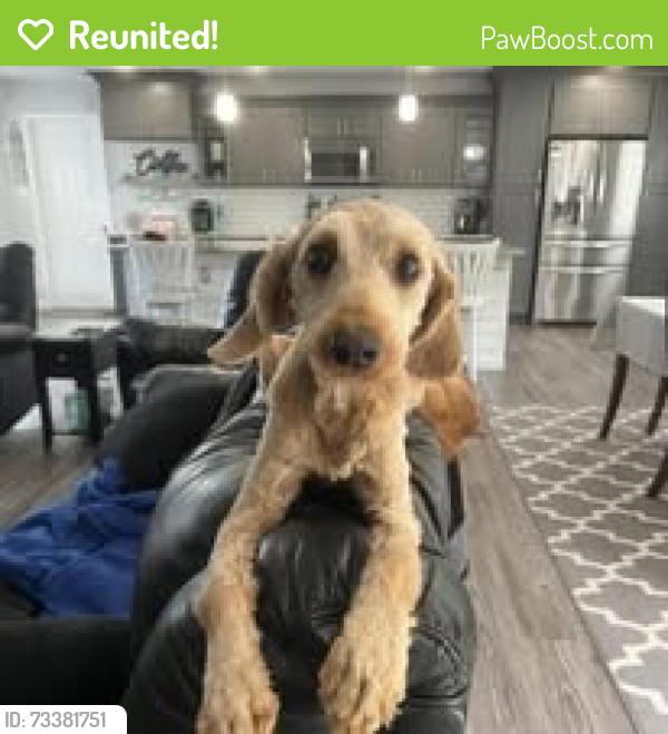 Reunited Male Dog last seen Independence and Lynnhaven, Virginia Beach, VA 23455