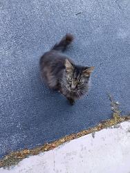 Found/Stray Male Cat last seen Embreeville Rd Jonesborough, Jonesborough, TN 37659