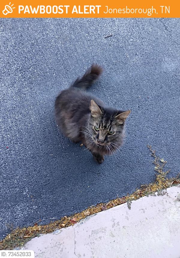 Found/Stray Male Cat last seen Embreeville Rd Jonesborough, Jonesborough, TN 37659