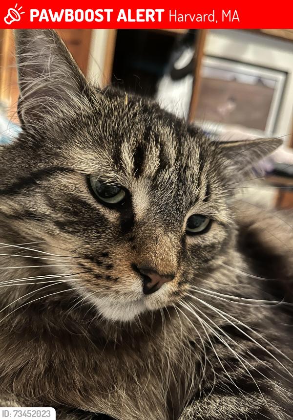Lost Male Cat last seen Oak Hill Road, Littleton, MA, Harvard, MA 01451