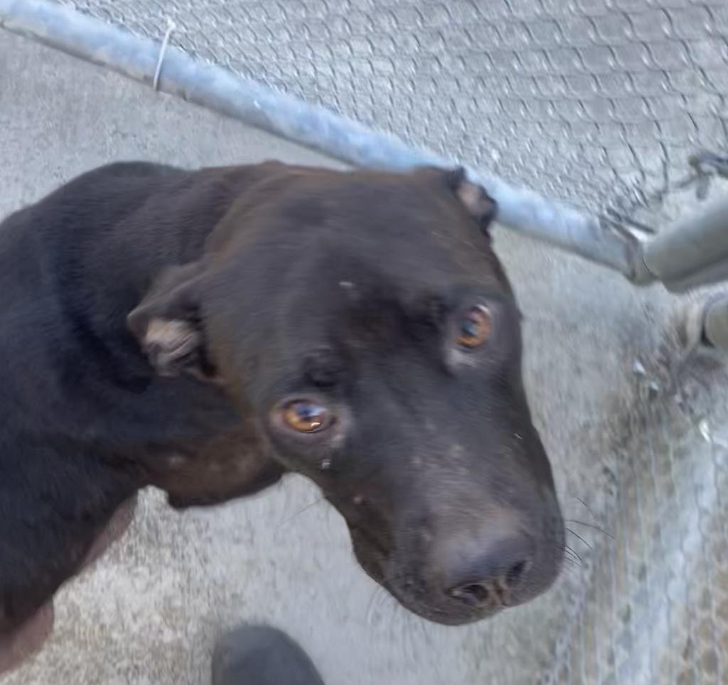 Shelter Stray Female Dog last seen Out of Town, 211 Kind Hearts Wy, Burnsville, NC 28714, USA
