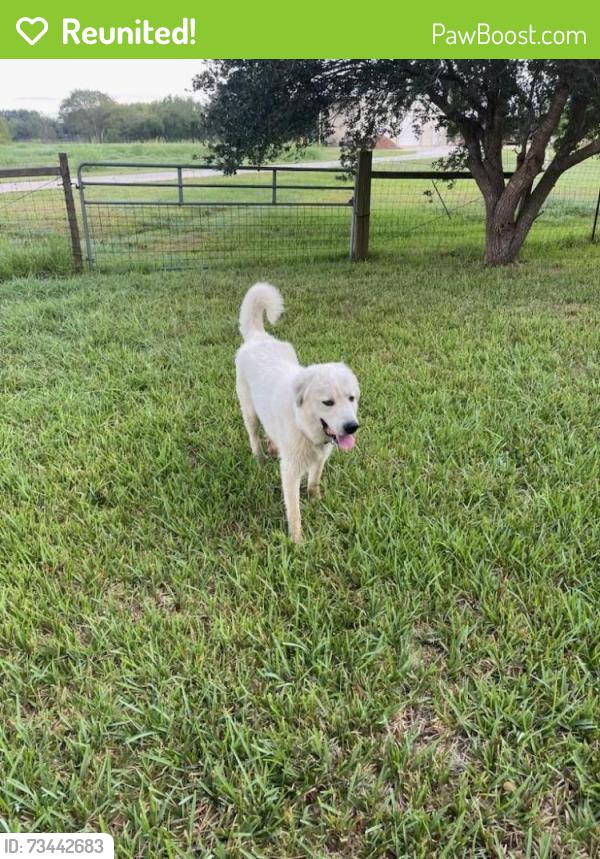 Reunited Male Dog last seen CR 101/ Bailey and Harkey Rd, Pearland, TX 77584