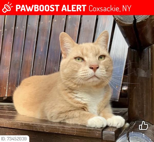 Lost Male Cat last seen Cul-de-sac on Hinrichsen Heights Road, Coxsackie, NY 12051