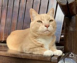 Lost Male Cat last seen Cul-de-sac on Hinrichsen Heights Road, Coxsackie, NY 12051