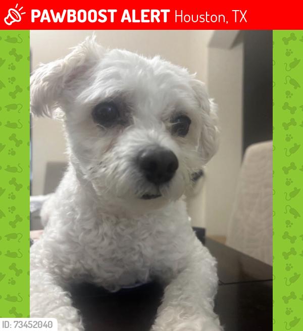 Lost Male Dog last seen Highland meadow and Orono lane, Houston, TX 77089