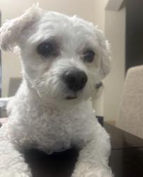 Lost Male Dog last seen Highland meadow and Orono lane, Houston, TX 77089