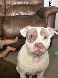 Reunited Male Dog last seen Lake Helen Osteen Road and haulover blvd, Deltona, FL 32738