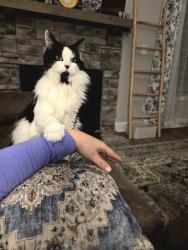 Lost Male Cat last seen Near Tributary Dr, Sevierville, TN 37876