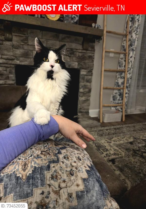 Lost Male Cat last seen Near Tributary Dr, Sevierville, TN 37876