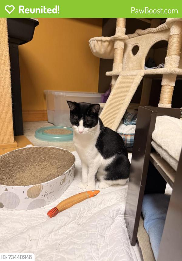 Reunited Female Cat last seen Church and Old McHenry Rd., Lake Zurich, IL 60047