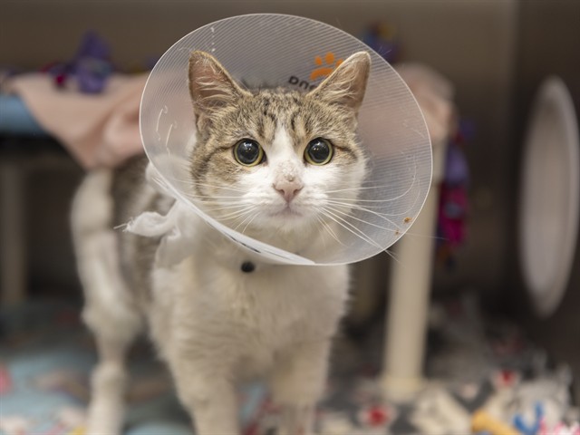 Shelter Stray Female Cat last seen WHITTEN ST, 5501 E Van Buren St, Phoenix, AZ 85008, USA