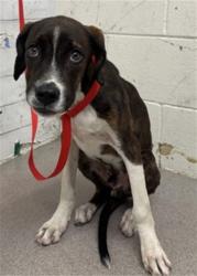 Shelter Stray Male Dog last seen STRAY HEMLOCK/CAMELLIA, 333 Chandler Pl, San Bernardino, CA 92408, USA