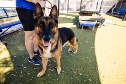 Shelter Stray Male Dog last seen , 2769 Conroy Rd, Orlando, FL 32839, USA