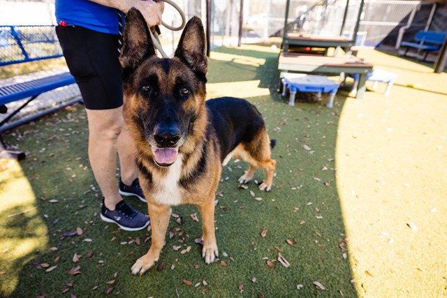 Shelter Stray Male Dog last seen , 2769 Conroy Rd, Orlando, FL 32839, USA
