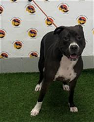 Shelter Stray Female Dog last seen US HWY 19 AND BEACON SQUARE DR, 19640 Dogpatch Ln, Land O' Lakes, FL 34638, USA