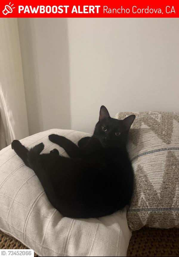 Lost Male Cat last seen Terra Loma Dr/ W La Loma Dr/ Bravado Dr, Rancho Cordova, CA 95670