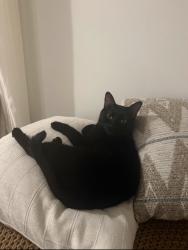 Lost Male Cat last seen Terra Loma Dr/ W La Loma Dr/ Bravado Dr, Rancho Cordova, CA 95670