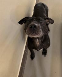 Shelter Stray Female Dog last seen , 232 Eslinger Way, Sanford, FL 32773, USA