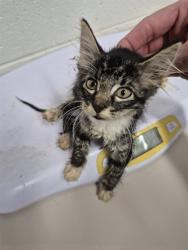 Shelter Stray Male Cat last seen ST CHARLES CO, 4850 Mid Rivers Mall Dr, St Peters, MO 63376, USA
