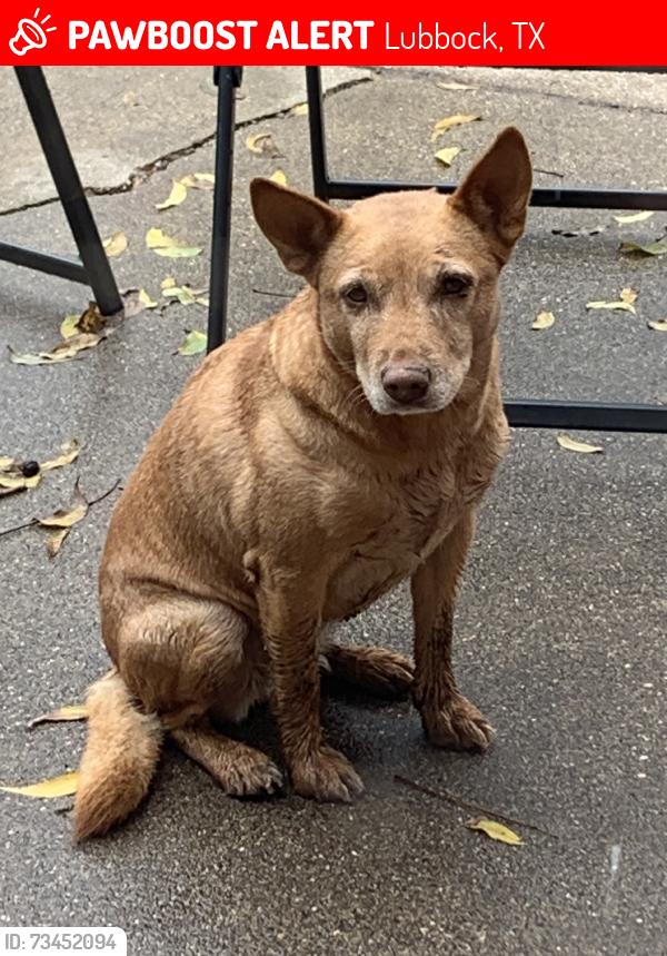 Lost Female Dog last seen Slide and 4th street, Lubbock, TX 79416